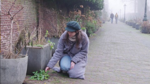 Op zoek naar stoepplantjes Op zoek naar stoepplantjes