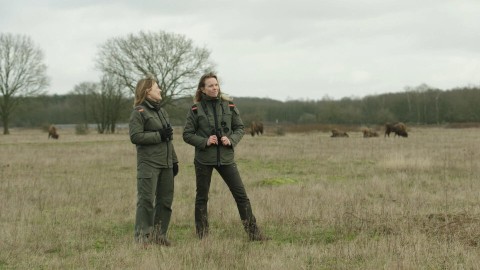 Marieke is in de Maashorst, één van de grootste aaneengesloten natuurgebieden van Brabant. Ze gaat hier samen met Colinda Vergeer, coördinator kuddebeheer, opzoek naar onder andere de wisent. Wisenten overwinteren in de Maashorst