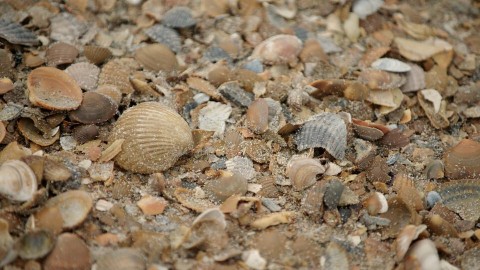 Onderzoeker Jetze neemt ons mee naar het strand in Zeeland en vertelt over de rijkdom aan schelpen in zee en op het strand. Daar zitten af en toe behoorlijk unieke exemplaren tussen. De schelpen van Zeeland