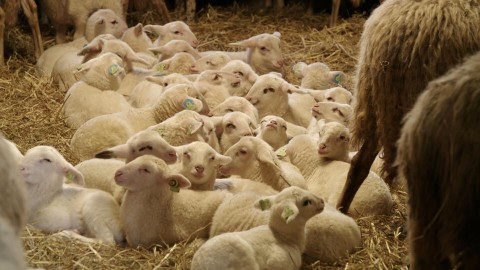Bij de schaapskooi in Rheden is het lammetjes seizoen weer begonnen. Lammetjes bij de schaapsherder in Rheden
