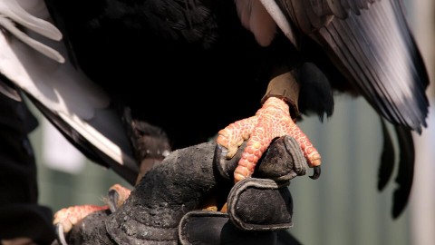 Roofvogelboerderij Roofvogelboerderij Berkel en Rodenrijs