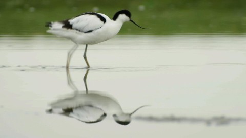 Vogelaar en ecoloog Camilla is in Friesland en gaat op zoek naar de weidevogels. Vogeltelling in de Biesbosch