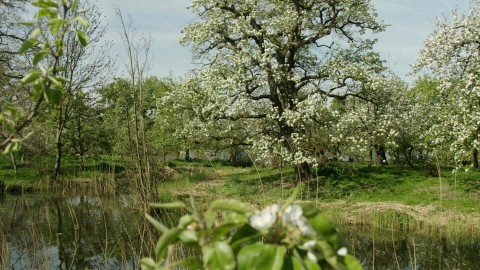 Oude appel- en perenbloesem in Vijfherenlanden Oude appel- en perenbloesem in Vijfherenlanden