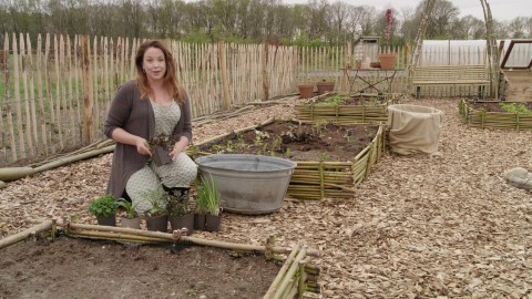 Verschillende kruiden in de BinnensteBuiten moestuin Verschillende kruiden in de BinnensteBuiten moestuin