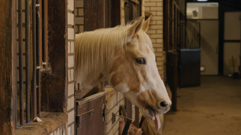 Paul runt met 2% zicht een manege