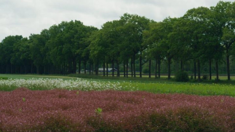natuur