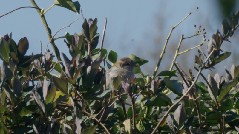 vogel
