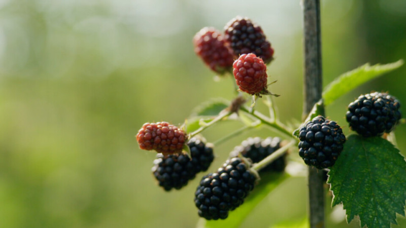 Biodynamisch gekweekt zacht fruit op deze tuinderij