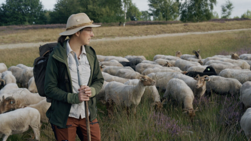 Schaapsherder Julie houdt met haar schapen de heide in stand