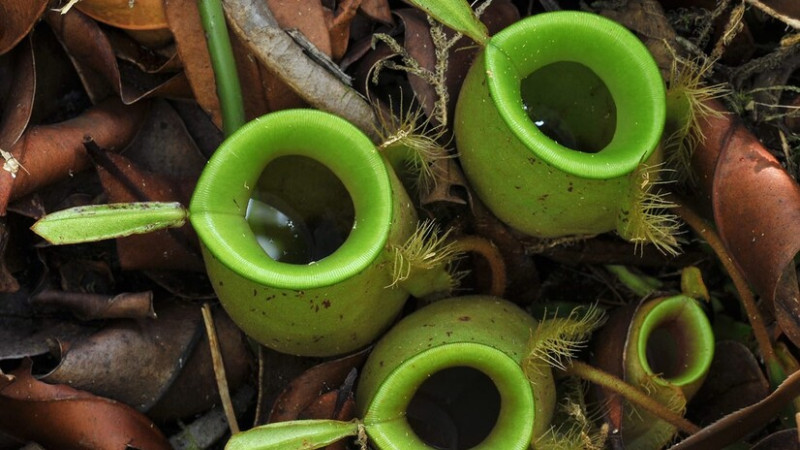 Misschien wel een van de slimste planten ter wereld